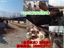 華龍區(qū)與濮陽縣小牛犢市場(chǎng)概覽 價(jià)格、供應(yīng)商及養(yǎng)殖指南
